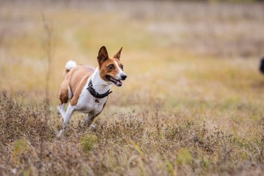 Kurs eğitimi. Basenji köpeği tarlada yem kovalıyor.