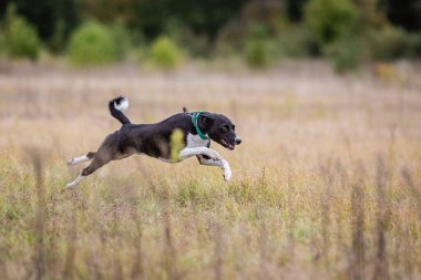 Kurs eğitimi. Basenji köpeği tarlada yem kovalıyor.