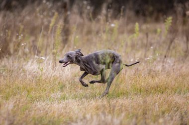 Akıyor. Küçük İtalyan Köpek Greyhound tarlada yem kovalıyor. Kırmızı tişörtlü köpek koşuyor.