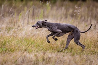 Akıyor. Küçük İtalyan Köpek Greyhound tarlada yem kovalıyor. Kırmızı tişörtlü köpek koşuyor.