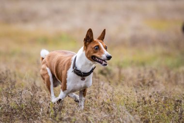 Kurs eğitimi. Basenji köpeği tarlada yem kovalıyor.
