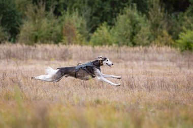 Kurs eğitimi. Saluki tazı köpeği bir tarlada yem kovalıyor.