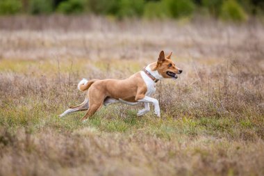 Kurs eğitimi. Basenji köpeği tarlada yem kovalıyor.
