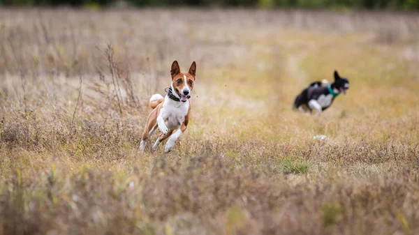 コーストレーニングだ 畑で餌を追いかける弁財犬 — ストック写真