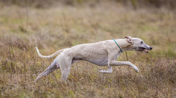 Whippet Hond Vlucht Cursusopleiding Zweephond Achtervolgt Het Aas Zonnige Zomerdag — Stockfoto