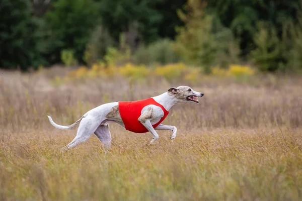 Perro Whippet Corriendo Curso Formación Perro Whippet Persigue Cebo Día —  Fotos de Stock