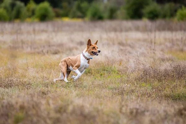 Coursing Training Basenji Dog Chasing Bait Field — Stock Photo, Image