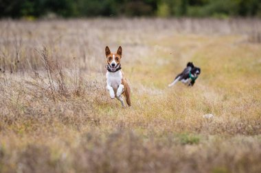 Kurs eğitimi. Basenji köpeği tarlada yem kovalıyor.