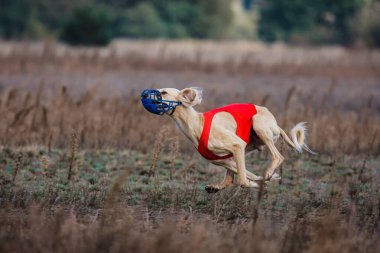 Kurs eğitimi. Saluki tazı köpeği bir tarlada yem kovalıyor.