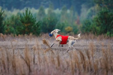 Kurs eğitimi. Saluki tazı köpeği bir tarlada yem kovalıyor.