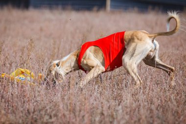Kurs eğitimi. Saluki tazı köpeği bir tarlada yem kovalıyor.