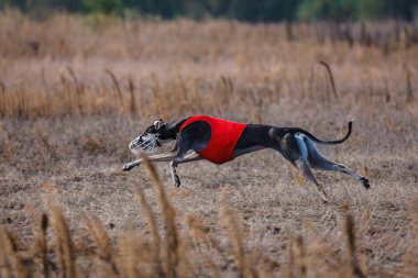 The Race of greyhound. Field coursing competition. Sunny day