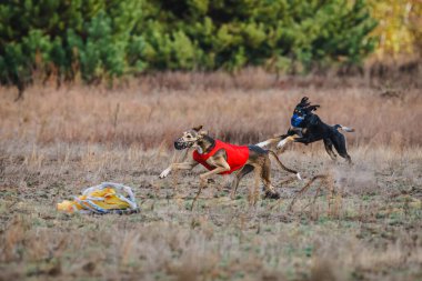 Tazıların ırkı. Saha kursu yarışması. Güneşli bir gün