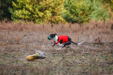 Tazıların ırkı. Saha kursu yarışması. Güneşli bir gün