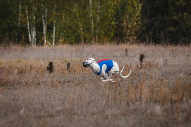 Tazıların ırkı. Saha kursu yarışması. Güneşli bir gün