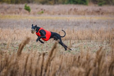 Tazıların ırkı. Saha kursu yarışması. Güneşli bir gün