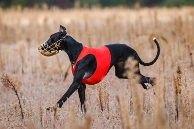 Tazıların ırkı. Saha kursu yarışması. Güneşli bir gün