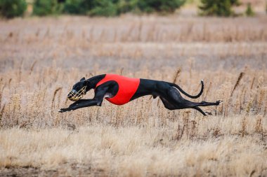 Tazıların ırkı. Saha kursu yarışması. Güneşli bir gün