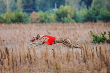 Tazıların ırkı. Saha kursu yarışması. Güneşli bir gün