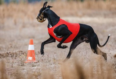 Tazıların ırkı. Saha kursu yarışması. Güneşli bir gün