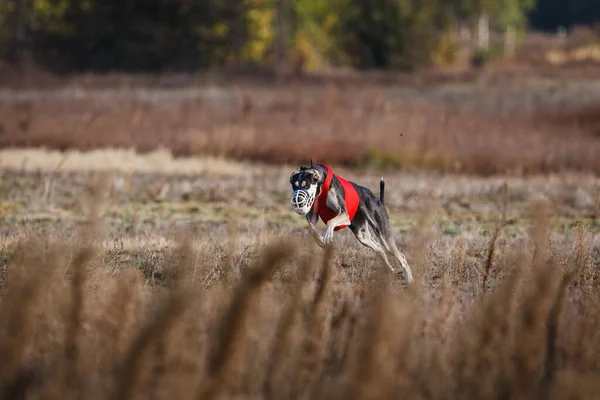 Tazıların ırkı. Saha kursu yarışması. Güneşli bir gün