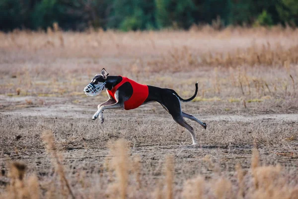 Race Greyhound Field Coursing Competition Sunny Day —  Fotos de Stock