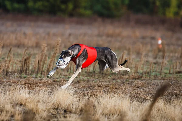 Tazıların ırkı. Saha kursu yarışması. Güneşli bir gün