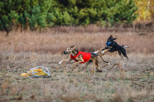 Tazıların ırkı. Saha kursu yarışması. Güneşli bir gün