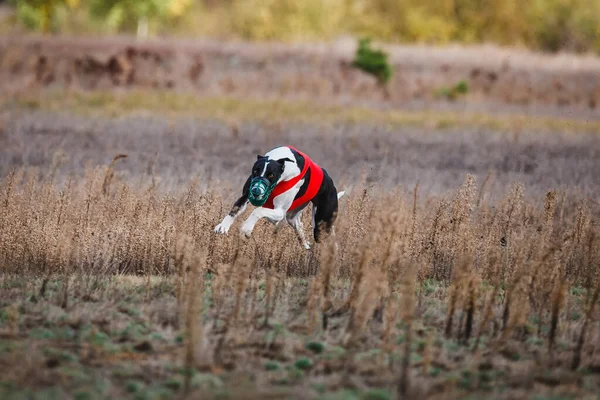 Tazıların ırkı. Saha kursu yarışması. Güneşli bir gün