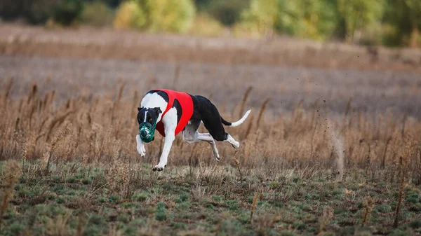 Tazıların ırkı. Saha kursu yarışması. Güneşli bir gün