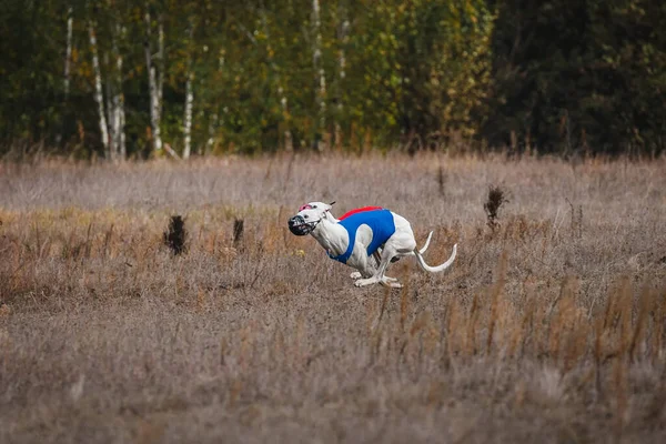 Tazıların ırkı. Saha kursu yarışması. Güneşli bir gün
