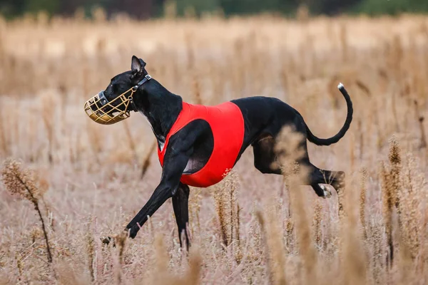 Tazıların ırkı. Saha kursu yarışması. Güneşli bir gün