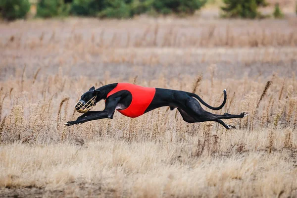 Tazıların ırkı. Saha kursu yarışması. Güneşli bir gün