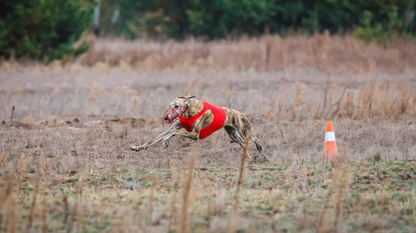 Tazıların ırkı. Saha kursu yarışması. Güneşli bir gün