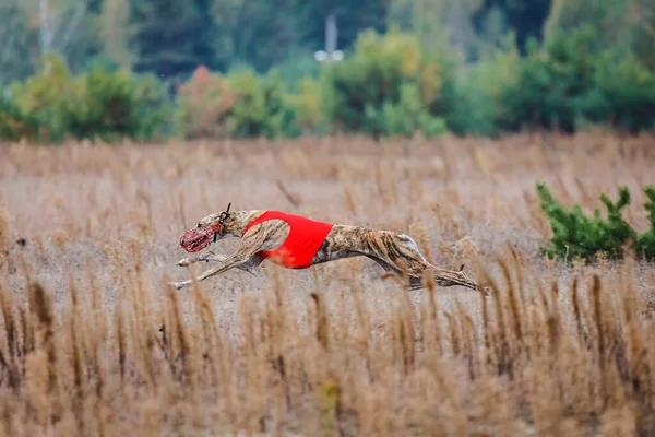 Tazıların ırkı. Saha kursu yarışması. Güneşli bir gün