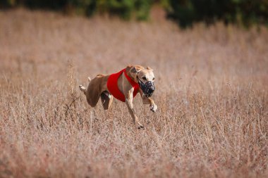 Greyhound Whippet Yarışı. Saha kursu yarışması. Güneşli bir gün