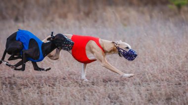 Greyhound Whippet Yarışı. Saha kursu yarışması. Güneşli bir gün