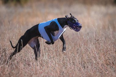 Greyhound Whippet Yarışı. Saha kursu yarışması. Güneşli bir gün
