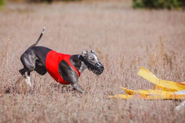 Greyhound Whippet Yarışı. Saha kursu yarışması. Güneşli bir gün
