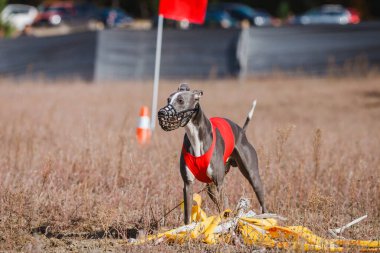 Greyhound Whippet Yarışı. Saha kursu yarışması. Güneşli bir gün
