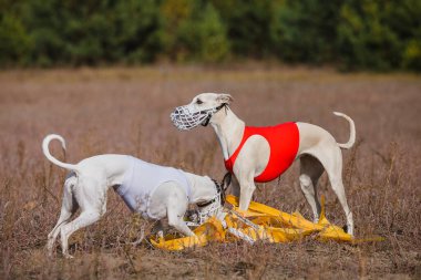 Greyhound Whippet Yarışı. Saha kursu yarışması. Güneşli bir gün