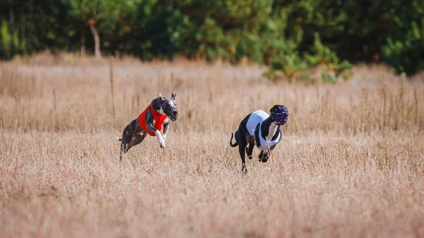 Race Greyhound Whippet Inglés Competencia Campo Día Soleado —  Fotos de Stock
