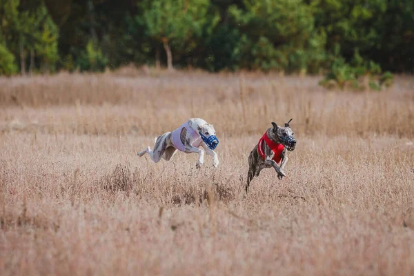 Das Rennen Der Windhund Whippet Coursing Wettbewerb Sonniger Tag — Stockfoto
