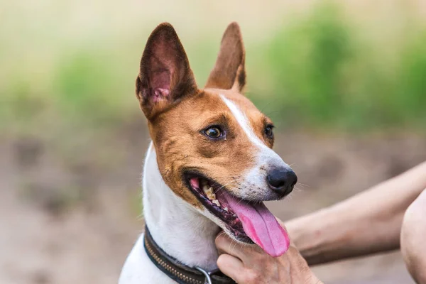 Portret Basenji Dog Walking Forest Park Hot Summer Day — Stock Photo, Image