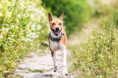 Basenji köpeği sıcak bir yaz gününde orman parkında yürüyor.