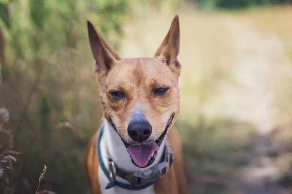 Portret Basenji Dog Walking Forest Park Hot Summer Day — Stock Photo, Image