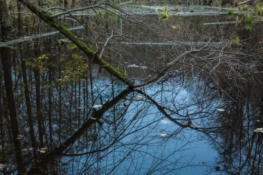 Sonbaharda ormandaki gölün kıyısında, yaşlı ağaçlar ve dallar