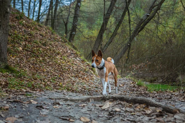 Basenji dog walks in a forest park on an autumn day. Trees and dry branches on the path