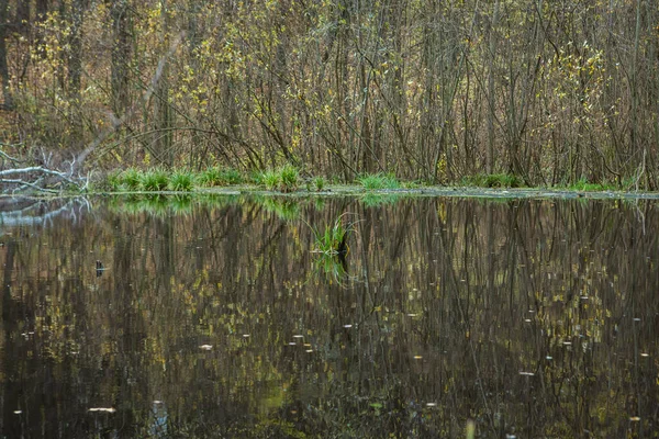 Shore Lake Forest Autumn Old Trees Branches — Stock Photo, Image