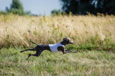 Coursing training. Small Dog Italian Greyhound pursues bait in the field.